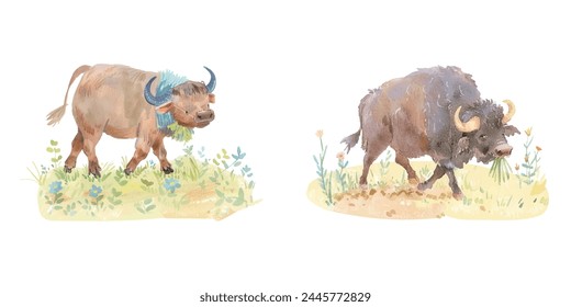 buffalo plowing the fields watercolor vector illustration