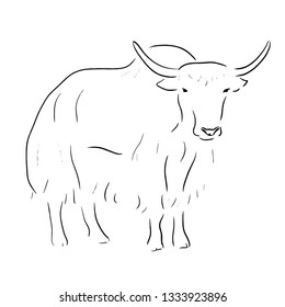 Buffalo Sketch One Line Draw Vector Stock Vector (Royalty Free ...