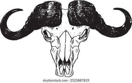 Buffalo skull - hand drawn vector illustration