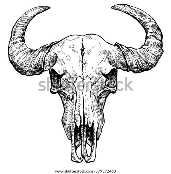 Buffalo skull- hand drawn vector illustration,\
isolated on white