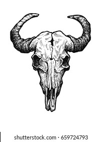 Buffalo skull vector sketch. Vintage vector illustration.