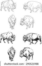 buffalo, various postures of the animal