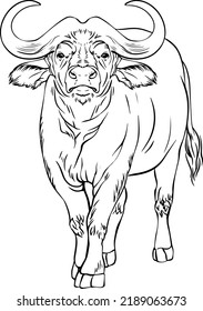 Buffalo vector black and white line drawing