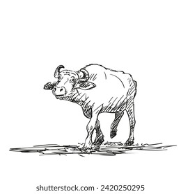 Buffalo walking and looking forward vector drawing, Farm animal water buffalo freehand sketch black ink on white