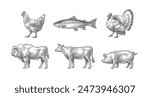 Buffalo, wild salmon, fish, turkey, chicken, pig, bull, cow. Farm domestic animals. Hand drawn engraving style illustrations. Etched vector illustration.