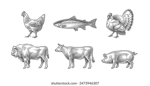 Buffalo, wild salmon, fish, turkey, chicken, pig, bull, cow. Farm domestic animals. Hand drawn engraving style illustrations. Etched vector illustration.