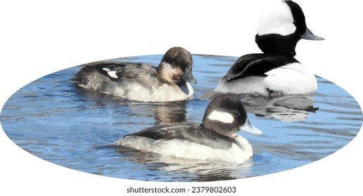 Bufflehead (Bucephala albeola) Male and Female Ducks Isolated