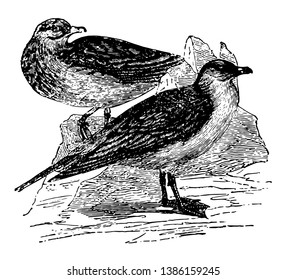 Buffon Skua es notable por su seña de acero, dibujo de línea vintage o ilustración de grabado.