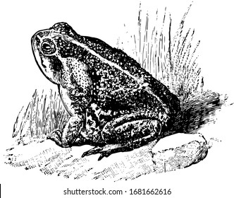 Bufo Toad is a very large and common South American toad, vintage line drawing or engraving illustration.