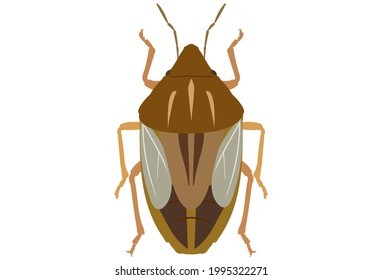 Bug Aelia rostrata on a white background. A type of insect that damages grains. Flat vector illustration