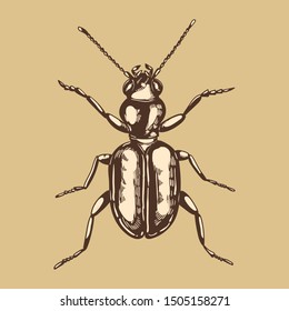 bug beetle hatching icon nature earth brown colors 