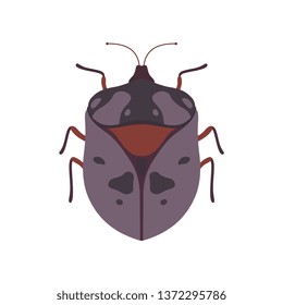 Bug Beetle Insect Species Top View Vector Illustration