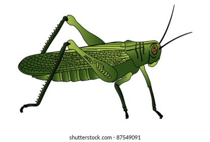 bug - cricket isolated on white background , vector