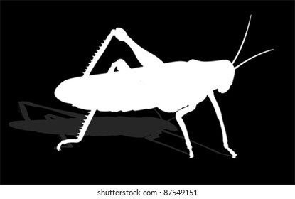 bug - cricket isolated on white background , vector