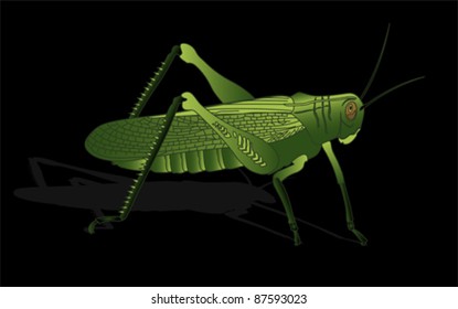 bug - cricket isolated on white background , vector