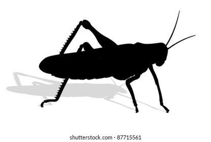 Bug - Cricket Isolated On White Background , Vector