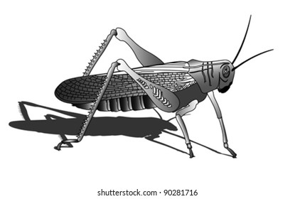 bug - cricket isolated on white background , vector