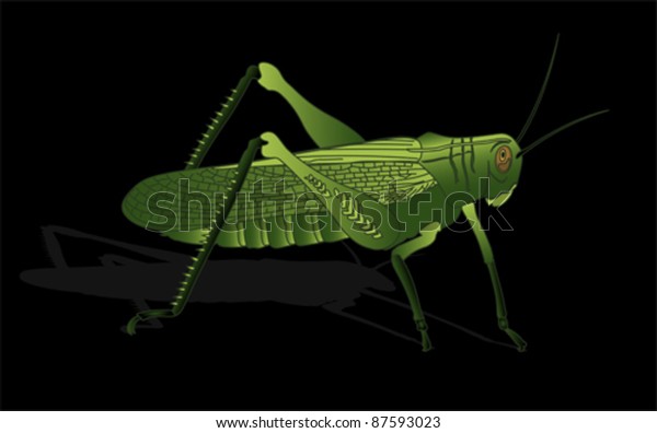 Bug Cricket Isolated On White Background Stock Vector (Royalty Free