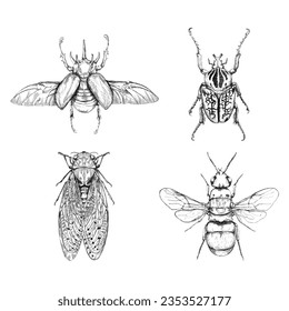 Bug drawing vector illustration s