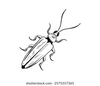 Bug in engraving style. Beetle vector. Hand drawn illustration insect in monochrome black and white colors. Entomology, Myriapoda. Engrave drawing painted by black inks