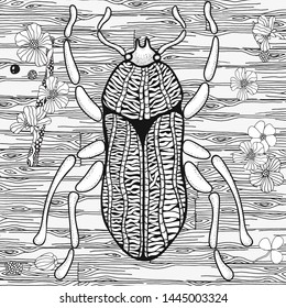 Bug and flowers. Hand drawn insects illustrations.  Big  beetle. Adult coloring book page. Black and white Vector