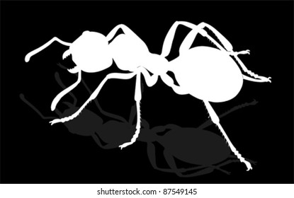 bug - forest ants isolated on white background , vector