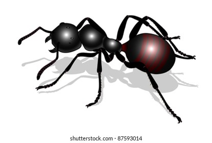 bug - forest ants isolated on white background , vector