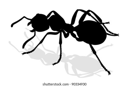 bug - forest ants isolated on white background , vector