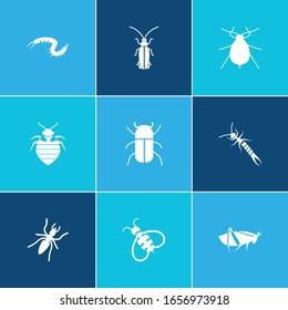 Bug icon set and aphid with bee, centipede and firefly. Parasite related bug icon vector for web UI logo design.