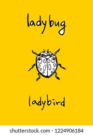 Bug illustration / Hand drawn insect sketch