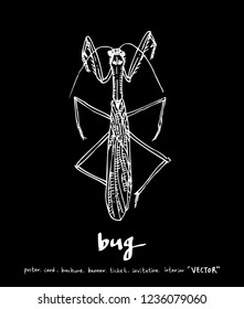 Bug illustration / Hand drawn insect sketch