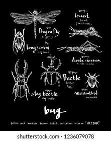 Bug illustration / Hand drawn insect sketch