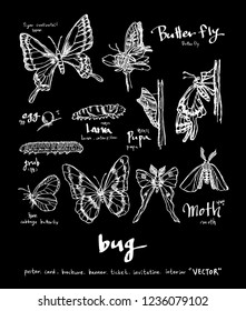 Bug illustration / Hand drawn insect sketch