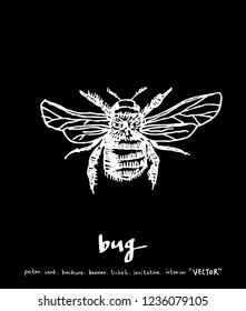 Bug illustration / Hand drawn insect sketch