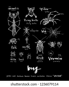Bug illustration / Hand drawn insect sketch