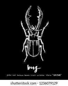 Bug illustration / Hand drawn insect sketch
