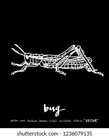 Bug illustration / Hand drawn insect sketch