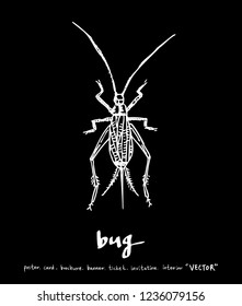 Bug illustration / Hand drawn insect sketch