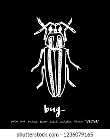 Bug illustration / Hand drawn insect sketch