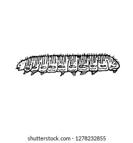 Bug illustration / Hand drawn insect sketch