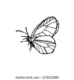 Bug illustration / Hand drawn insect sketch