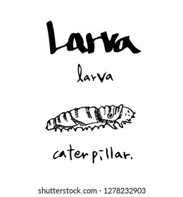 Bug illustration / Hand drawn insect sketch