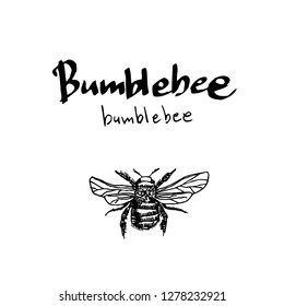 Bug illustration / Hand drawn insect sketch