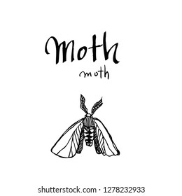 Bug illustration / Hand drawn insect sketch
