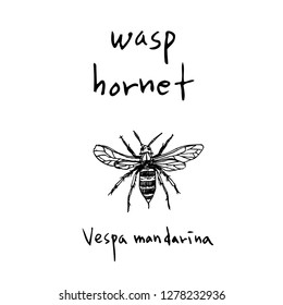 Bug illustration / Hand drawn insect sketch