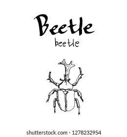 Bug illustration / Hand drawn insect sketch
