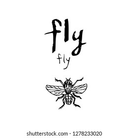 Bug illustration / Hand drawn insect sketch