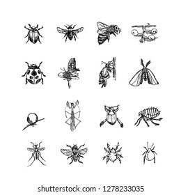 Bug illustration / Hand drawn insect sketch