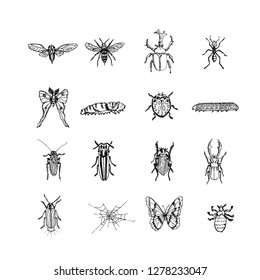 Bug illustration / Hand drawn insect sketch