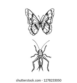 Bug illustration / Hand drawn insect sketch